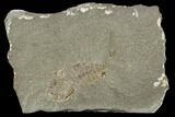 Unidentified Fossil Arthropod - Bear Bulch Limestone #118965-1
